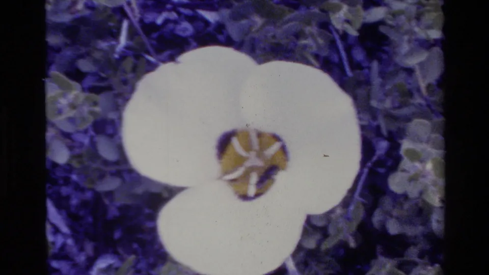 1980 Big Sur home-movie frame showing a white flower with a yellow center against leafy green and purple-toned background.