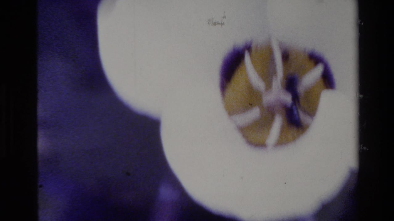 1980 Big Sur 8mm frame with a closer, soft-focus view of the white blossom and yellow center.