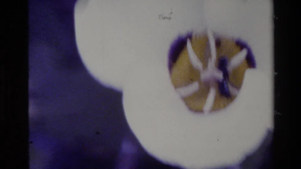 1980 Big Sur 8mm frame with a closer, soft-focus view of the white blossom and yellow center.