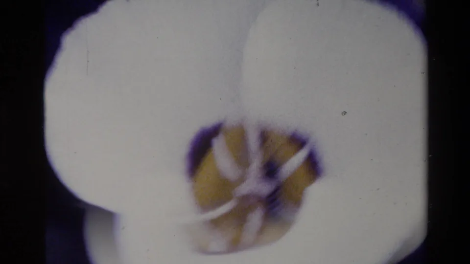 Soft 8mm close-up from the 1980 Big Sur reel, with white petals nearly filling the frame and the yellow center blurred.