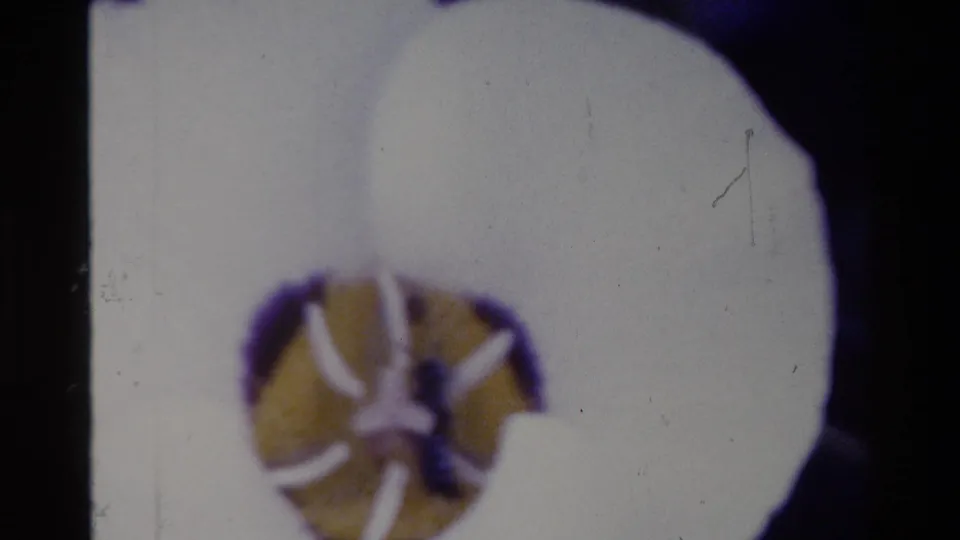 Final 1980 Big Sur home-movie frame showing the white blossom in close-up with purple shadowing and film wear.