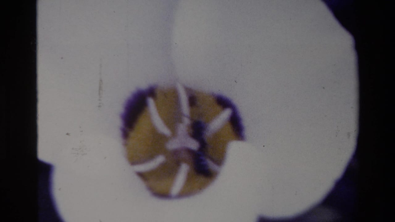 1980 Big Sur 8mm close-up of a white flower with a yellow center, softened by grain, bloom, and purple color shift.