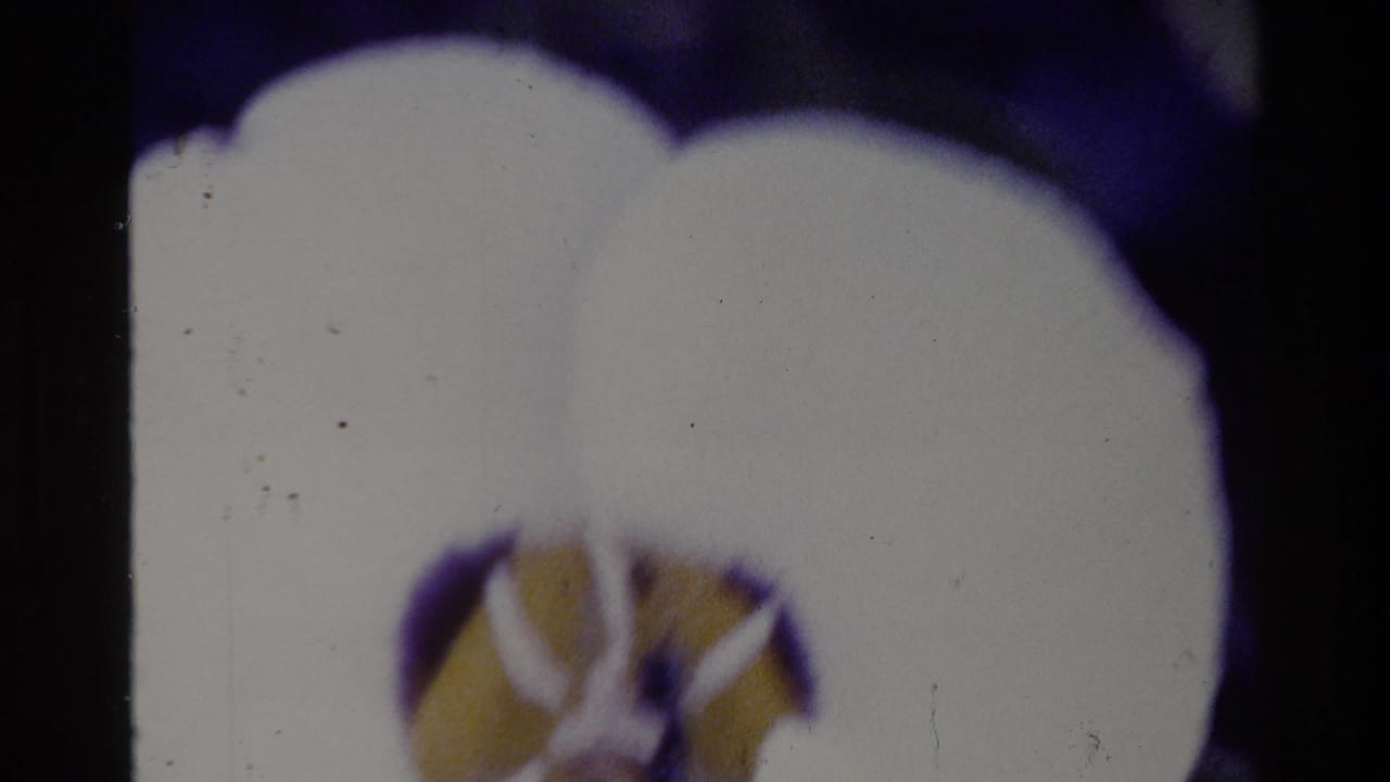 Big Sur 1980 home-movie frame showing a cropped white flower with a yellow center against a dark, purple-tinted background.