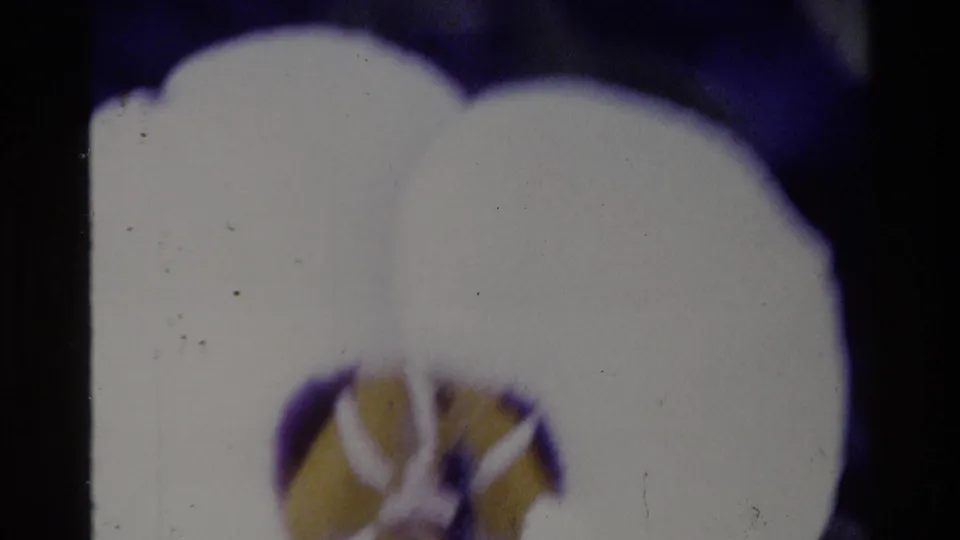 Big Sur 1980 home-movie frame showing a cropped white flower with a yellow center against a dark, purple-tinted background.