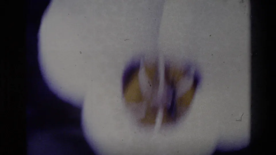 1980 Big Sur 8mm frame of a white flower rendered in soft blur, with a yellow center and visible film grain.