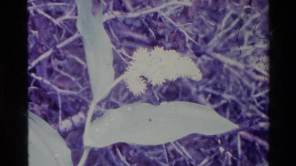 Big Sur 1980 8mm frame showing a flower stem, green leaves, dry ground, and a pale yellow cluster in purple-shifted color.