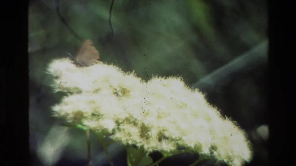 A small brown butterfly remains on the pale yellow flower in soft-focus 1980 Grand Teton 8mm footage, with green plants and film specks visible.
