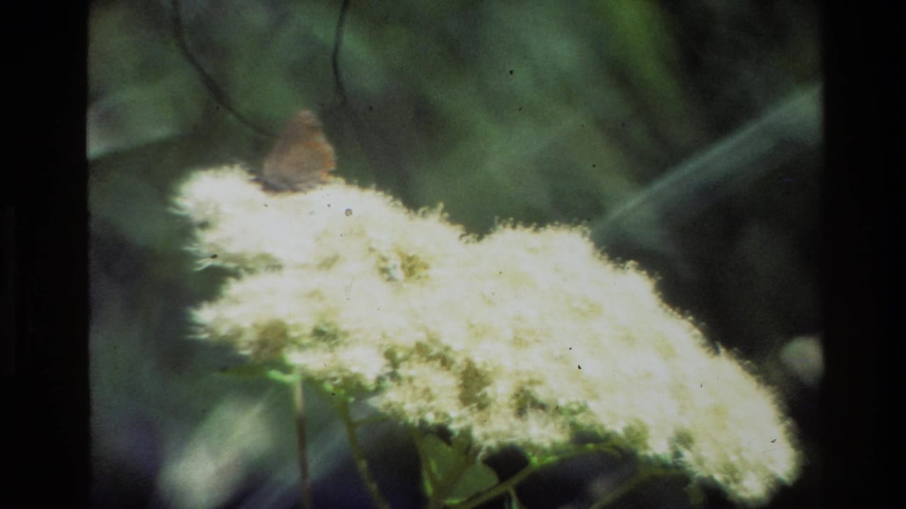 1980 Grand Teton 8mm frame showing a brown moth on a bright fuzzy white wildflower with blurred green meadow plants behind it.