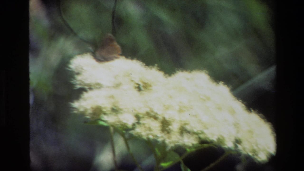 Soft 8mm view from Grand Teton in 1980, with a small brown moth perched on a glowing white wildflower against deep green foliage.