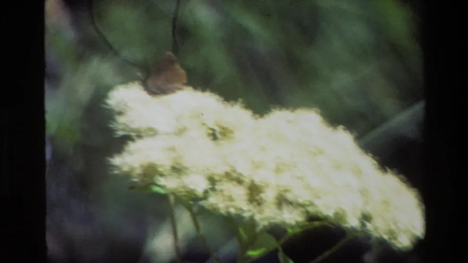 Soft 8mm view from Grand Teton in 1980, with a small brown moth perched on a glowing white wildflower against deep green foliage.