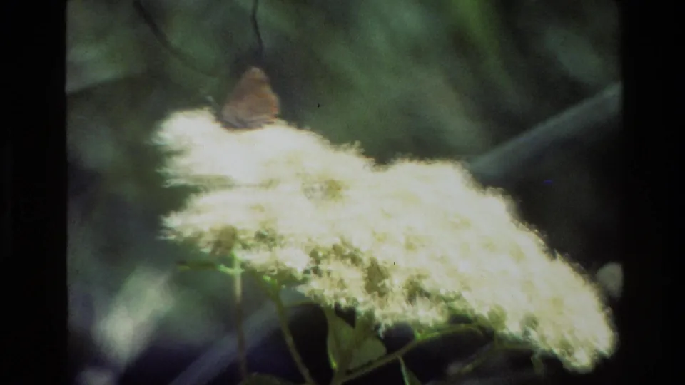 Home-movie frame from 1980 Grand Teton showing a brown moth on a fuzzy white wildflower, with the flower overexposed by bright sun.