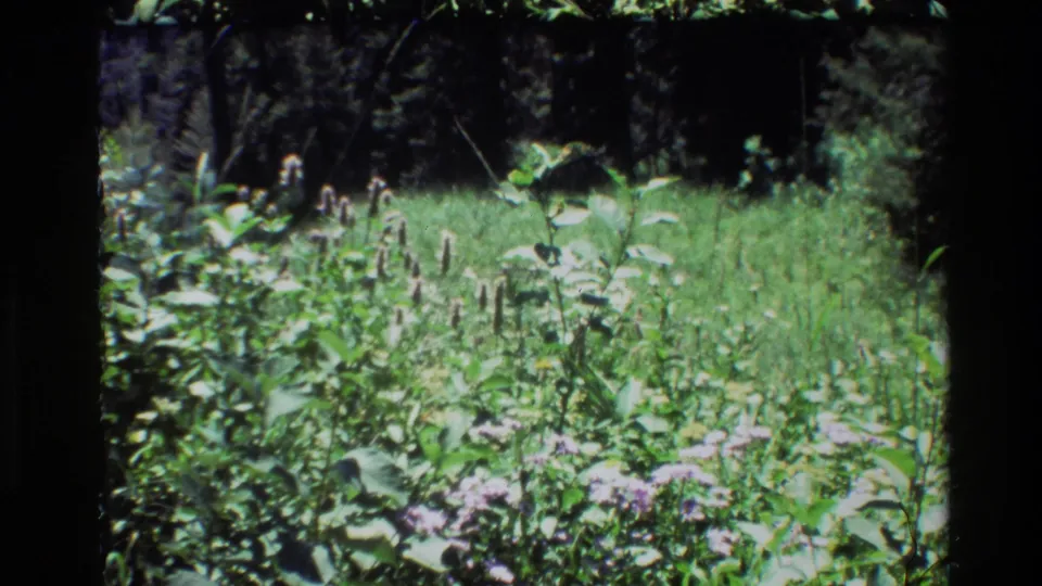Wider 1980 Grand Teton 8mm frame showing a green meadow with scattered wildflowers and a darker tree line beyond.
