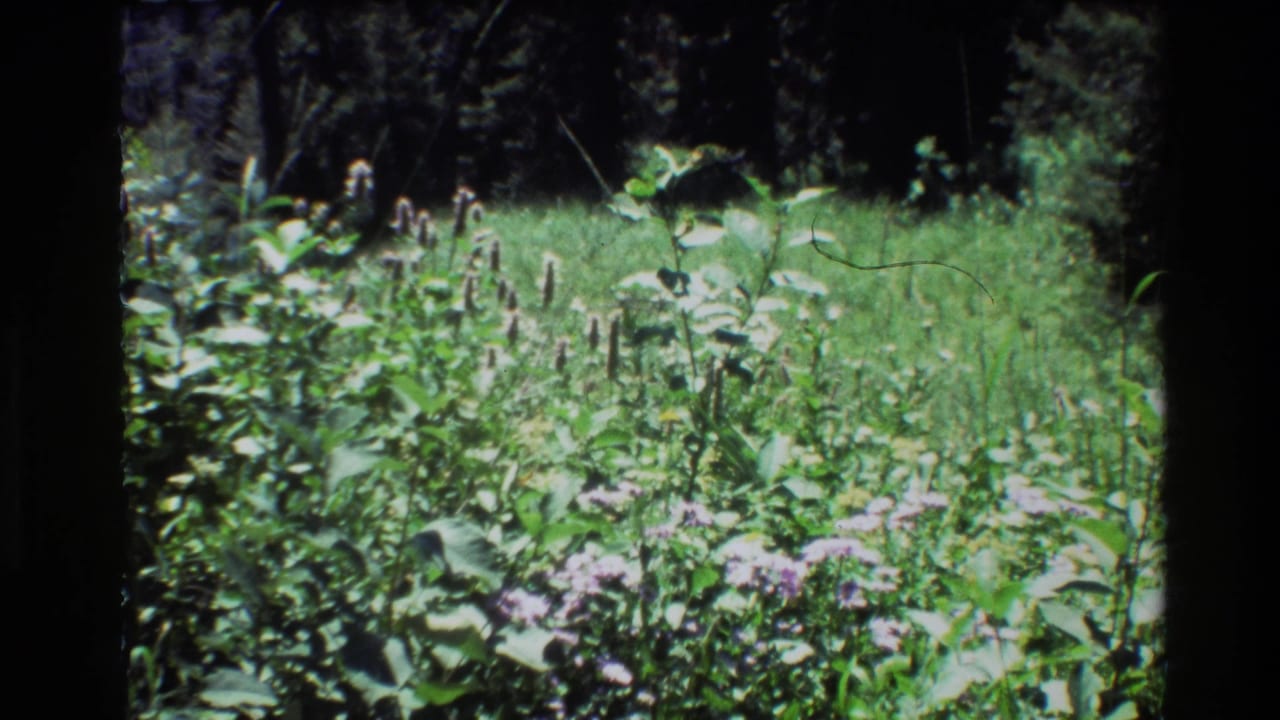 Sunlit meadow plants and purple wildflowers with dark trees behind them.