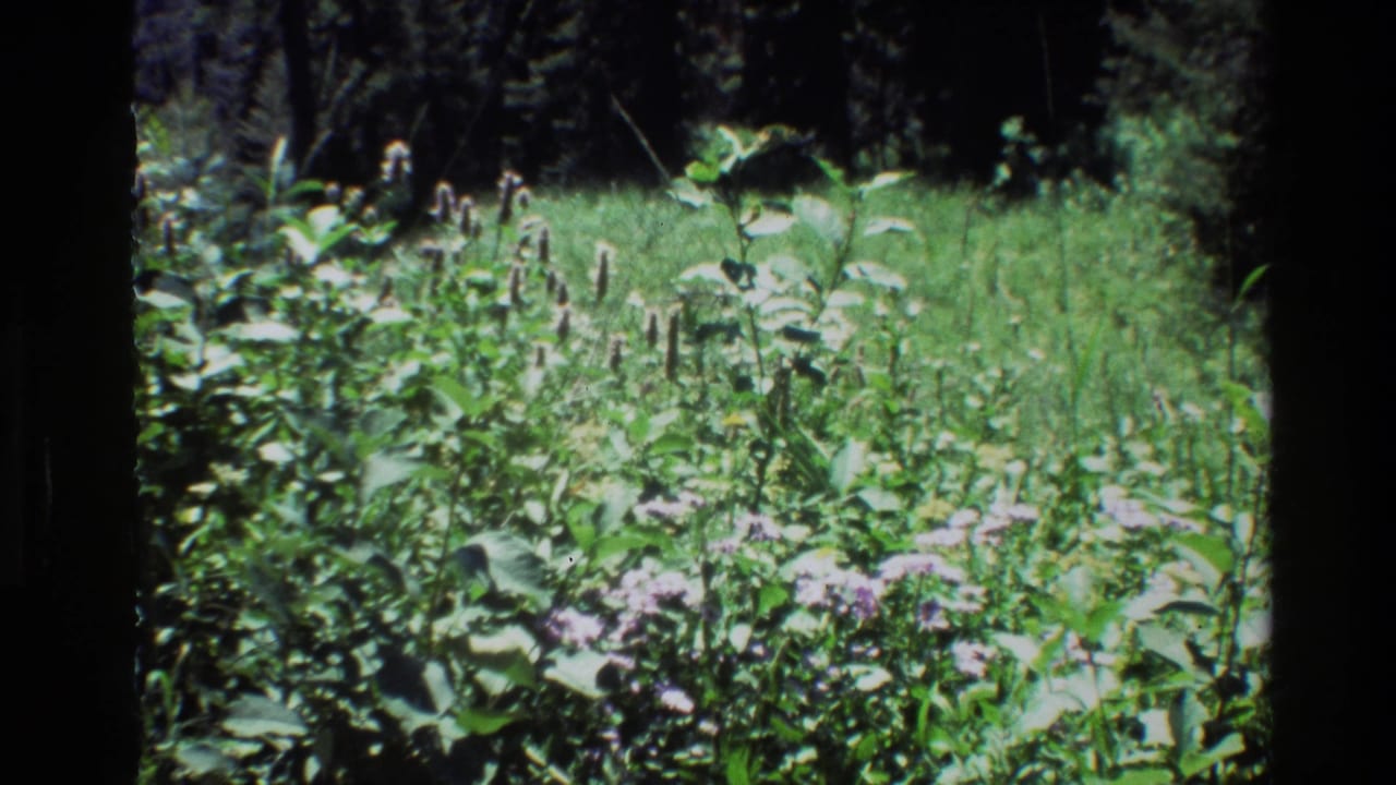 Grand Teton, Wyoming meadow vegetation appears in a soft 8mm frame with purple blooms and tall flower stalks under daylight.