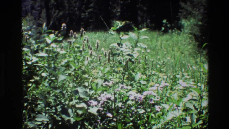 1980 Grand Teton footage shows leafy meadow growth, purple wildflowers, and a darker wooded backdrop in soft 8mm color.