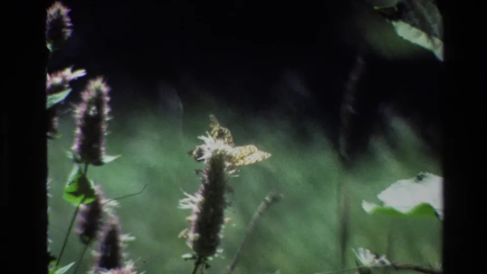 A patterned butterfly rests on a tall flower stalk in Grand Teton, Wyoming, seen in close soft-focus 8mm footage from 1980.