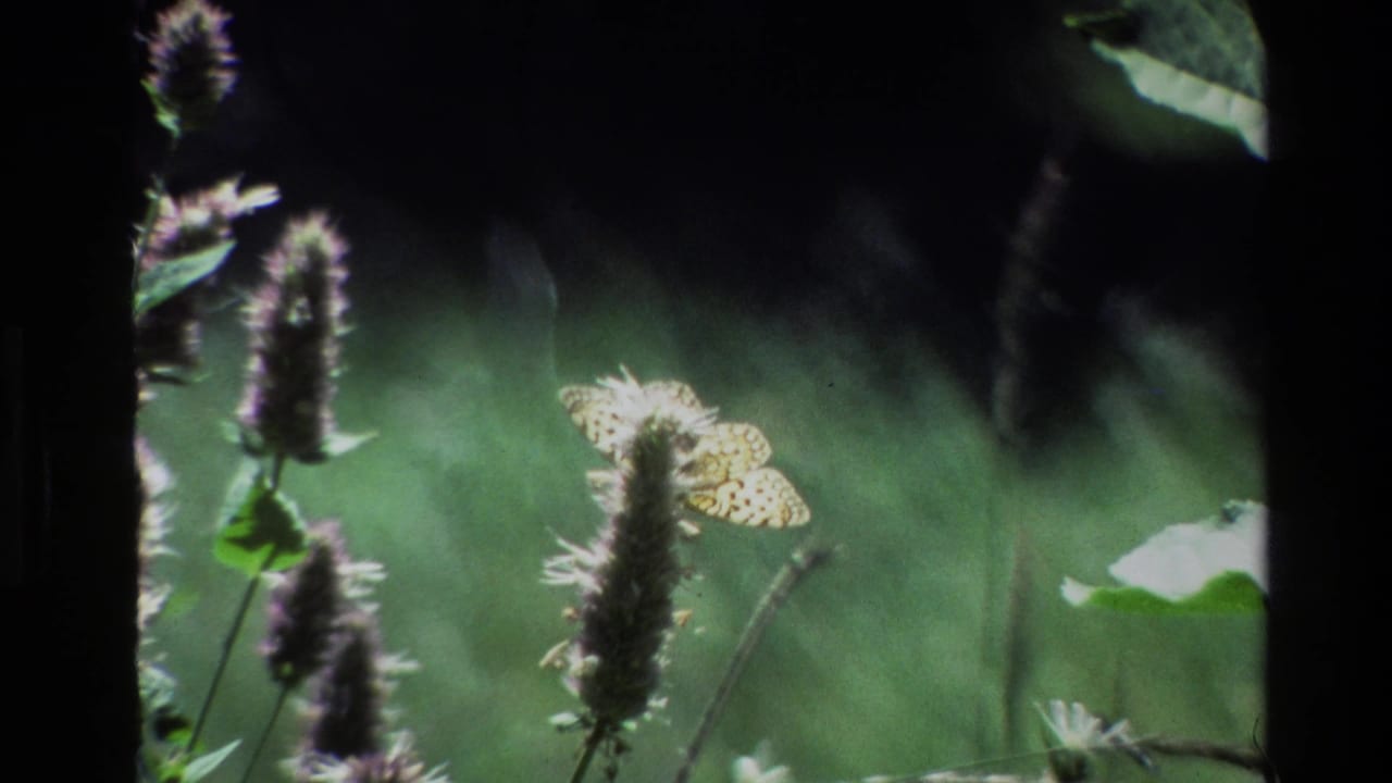 1980 Grand Teton 8mm frame showing a yellow patterned butterfly near a tall purple wildflower in a soft green meadow.