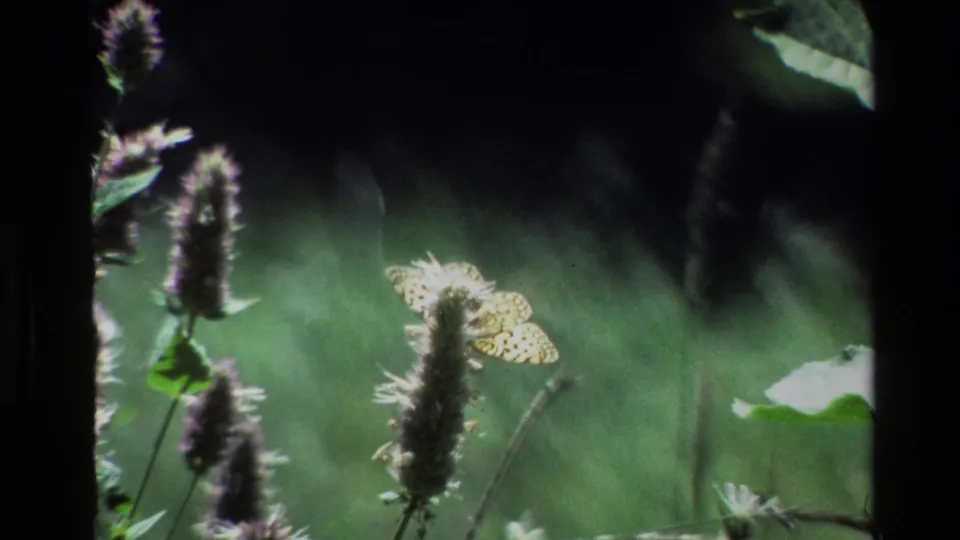 1980 Grand Teton 8mm frame showing a yellow patterned butterfly near a tall purple wildflower in a soft green meadow.