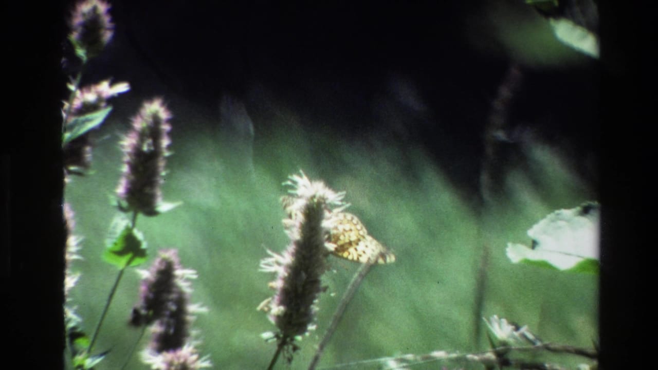 Yellow butterfly wings visible around a fuzzy purple flower head against green grass.