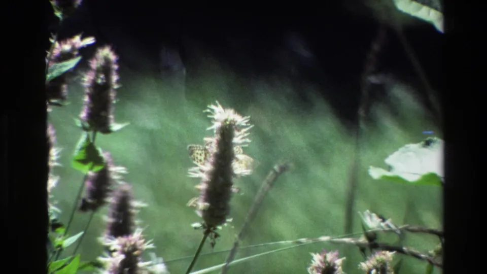 1980 Grand Teton 8mm frame showing the butterfly partly hidden by a purple flower spike in soft meadow light.