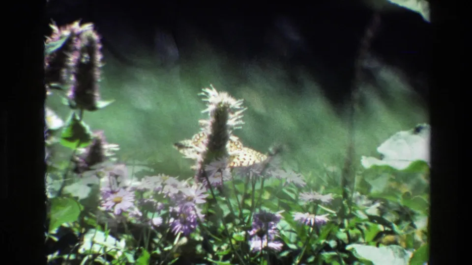 1980 Grand Teton 8mm frame with a yellow butterfly on a purple flower spike over pale wildflowers and meadow leaves.