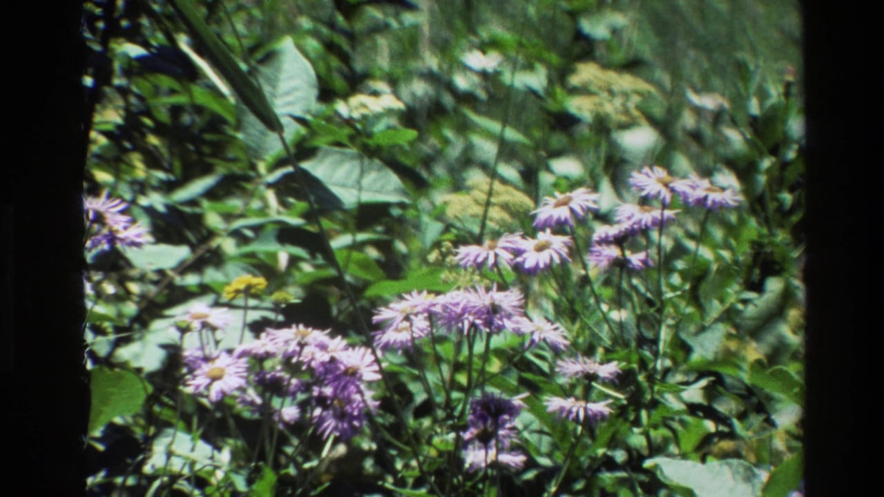 1980 Grand Teton 8mm frame showing purple wildflowers among dense green foliage, with soft focus and dark film edges.