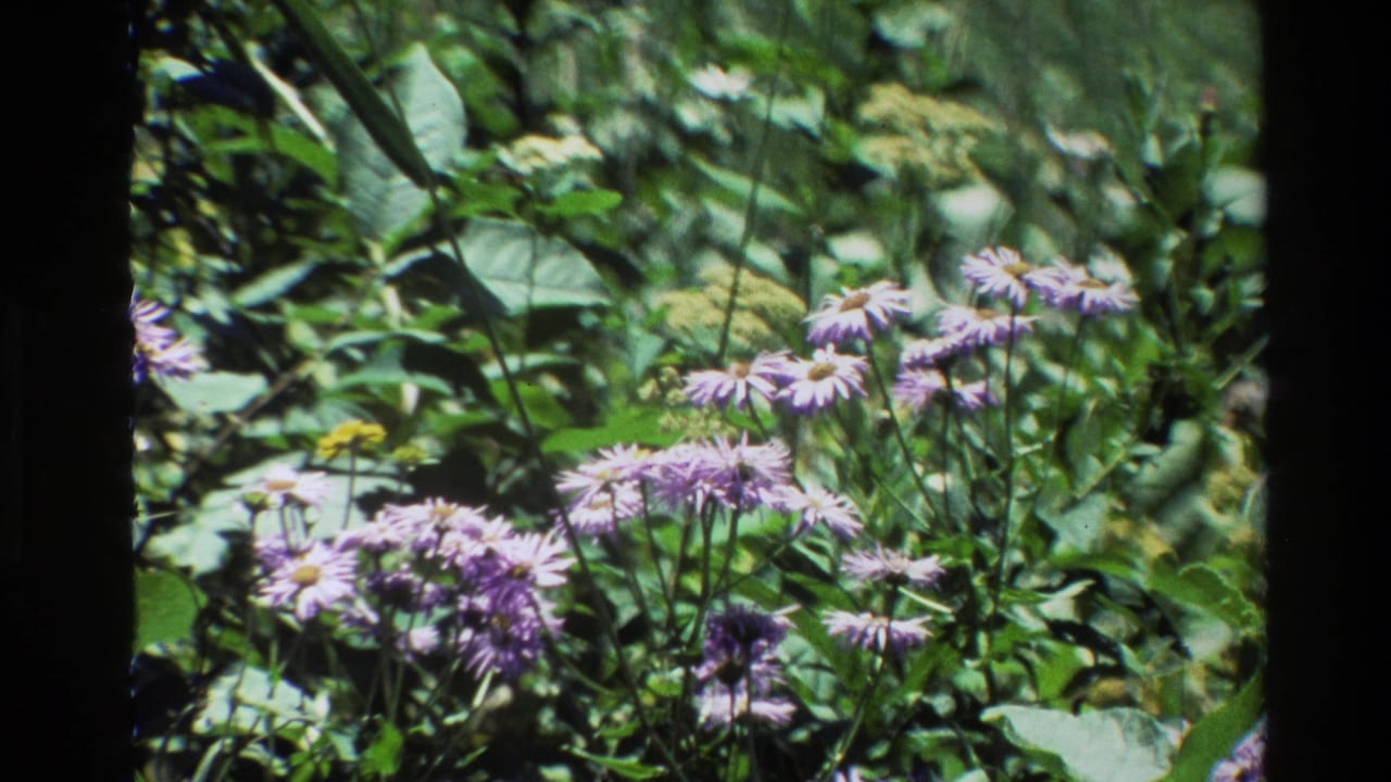 Clusters of purple flowers appear among green leaves and grasses in soft focus.