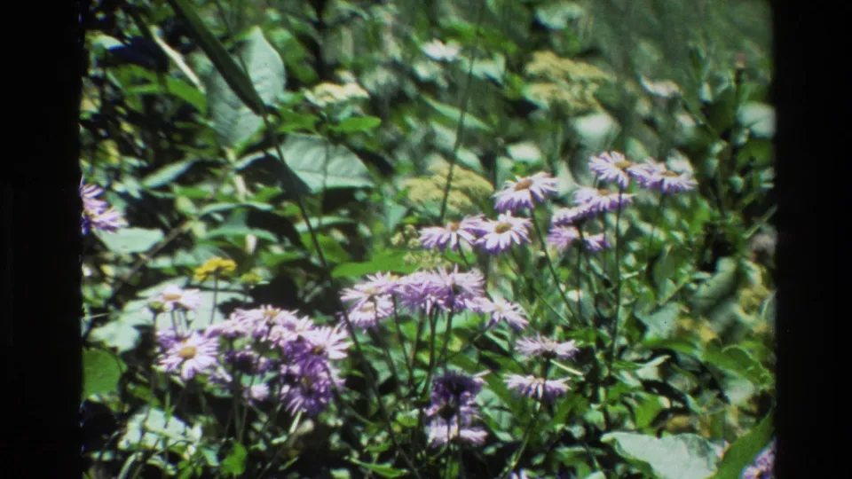 1980 Grand Teton 8mm frame of purple wildflower clusters and layered green foliage, with visible home-movie grain.