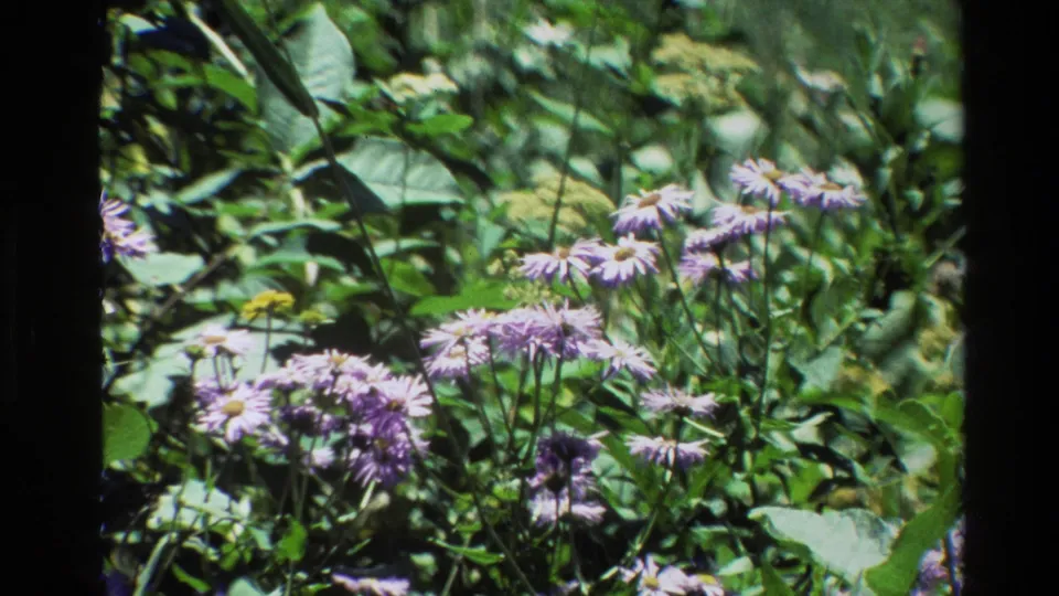 1980 Grand Teton 8mm frame showing purple wildflowers, broad leaves, and dense vegetation in a close outdoor view.