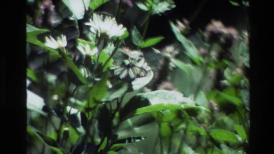 1980 Grand Teton 8mm frame with soft-focus flowers, green leaves, and a small butterfly near the lower blossoms.