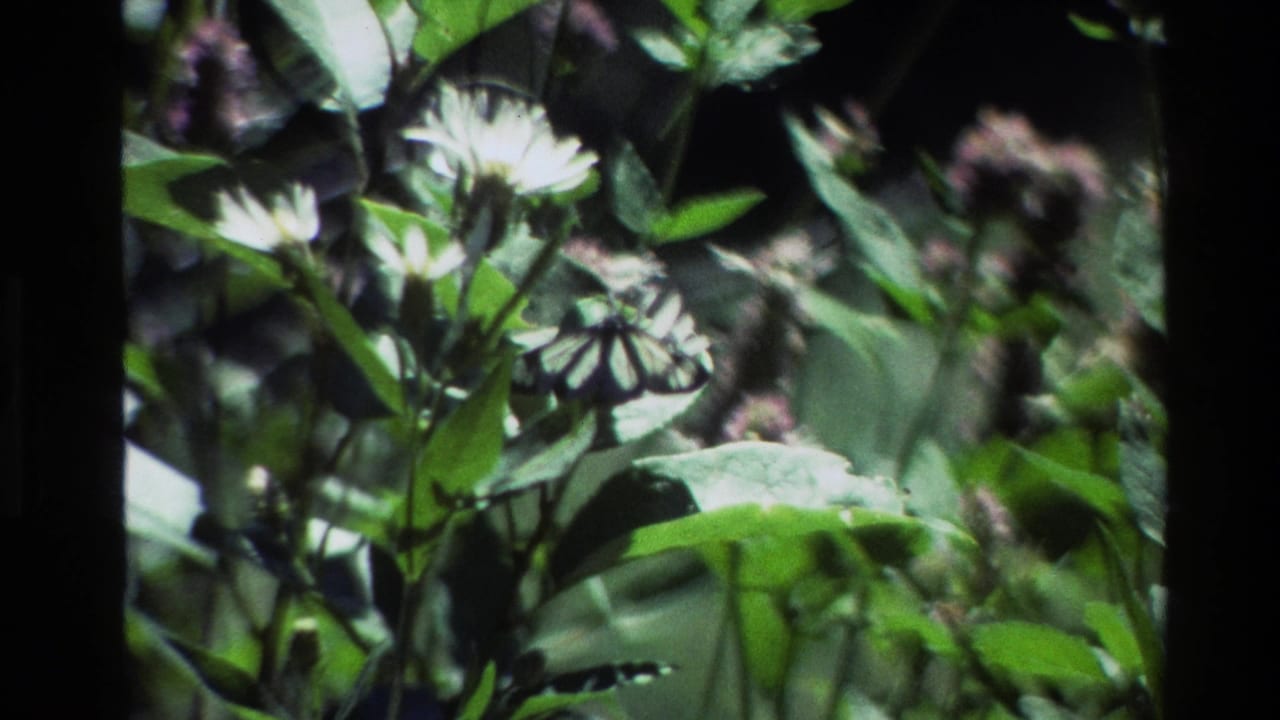 A black and white butterfly rests among white flowers and green foliage in 1980 Grand Teton 8mm footage.