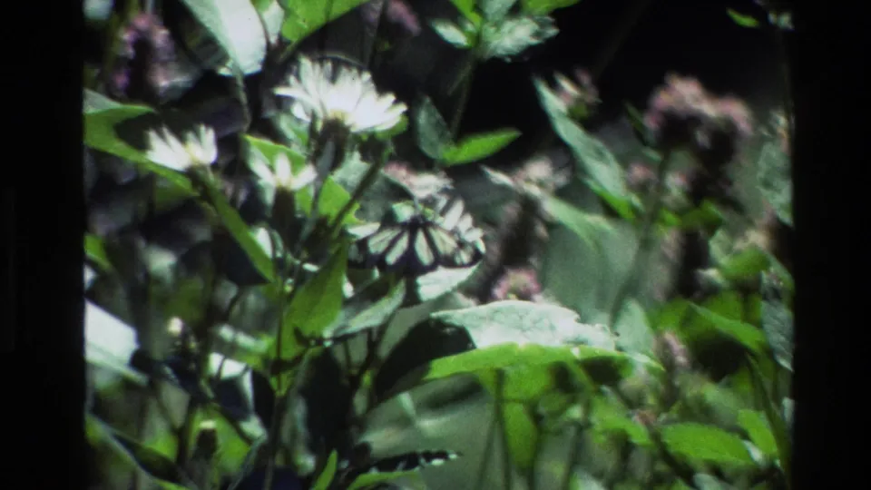 A black and white butterfly rests among white flowers and green foliage in 1980 Grand Teton 8mm footage.