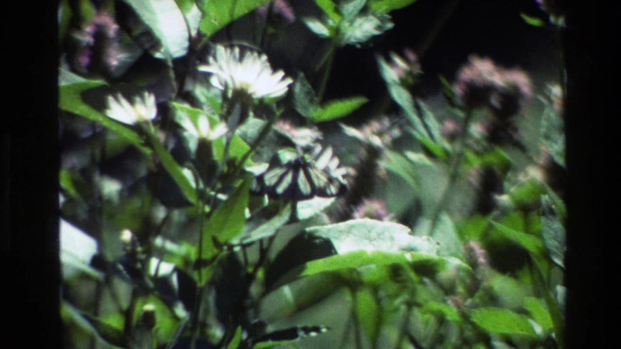 Butterfly and white flowers seen through soft green foliage.