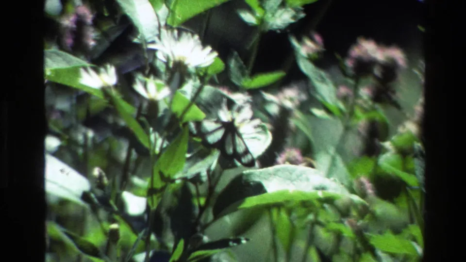 A black and white butterfly appears lower among flowers and broad leaves, with soft 8mm focus and natural light.