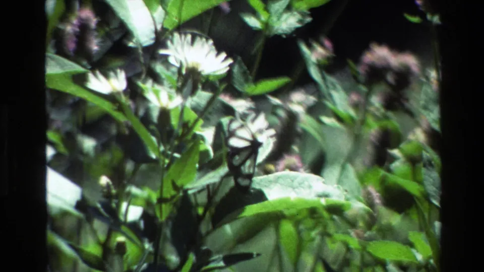 The butterfly is visible beside white flowers in dense Grand Teton greenery, framed by soft vintage 8mm texture.