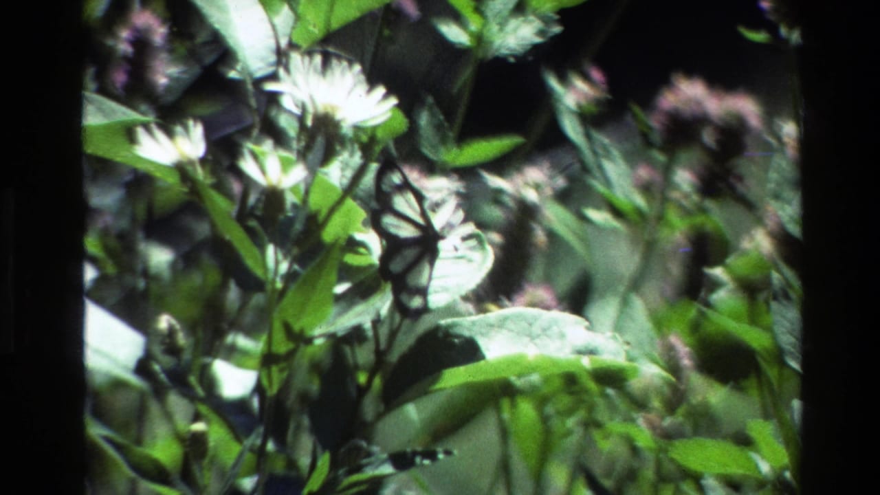 A black-and-white patterned butterfly rests among white wildflowers and green foliage in 1980 Grand Teton, Wyoming 8mm footage.