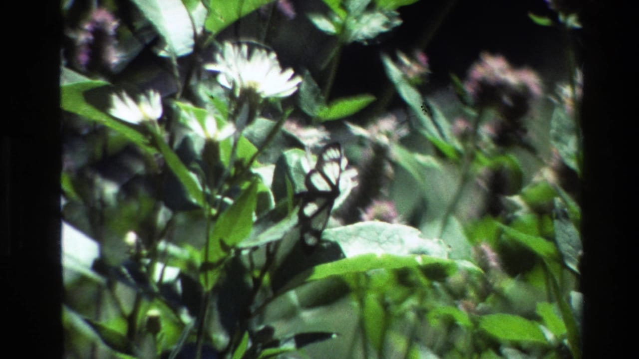 Butterfly perched near white flowers with green foliage behind it.