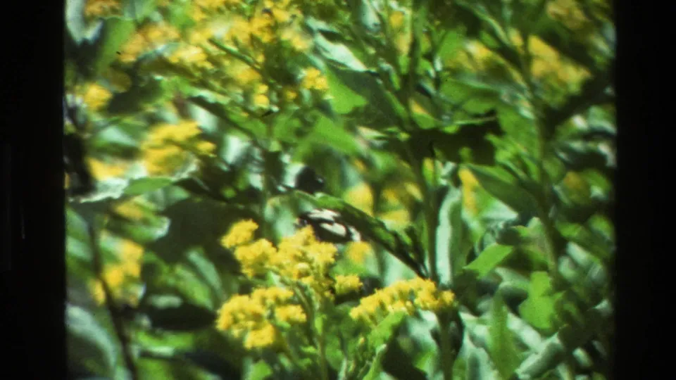 Clusters of yellow wildflowers and green leaves fill the lower frame as the 8mm camera shifts from the butterfly to foliage.