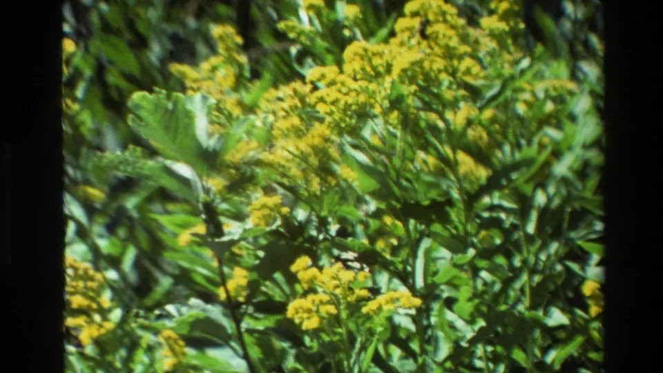 Dense green foliage and yellow wildflower clusters appear in a handheld 1980 Grand Teton nature close-up.