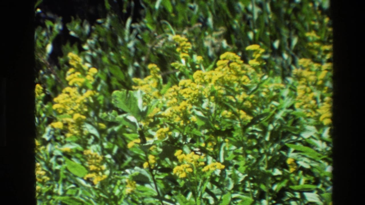 Yellow wildflowers sway among dense green foliage in 1980 Grand Teton home-movie footage, with dark 8mm frame edges visible.
