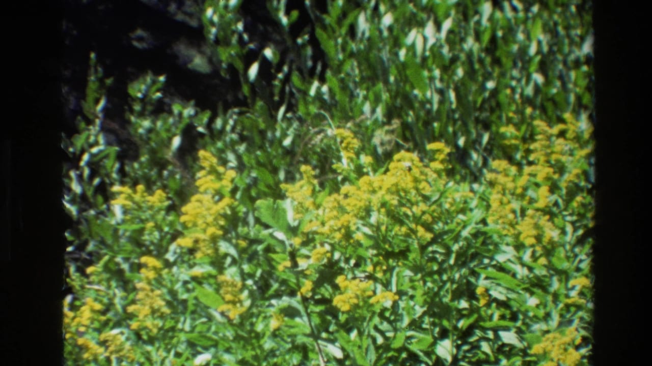 Dense green plants with clusters of small yellow flowers.