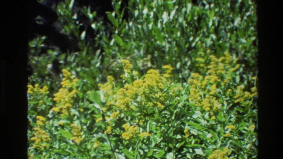 Yellow wildflowers and leafy green stems fill the frame in this 1980 Grand Teton 8mm home-movie view.