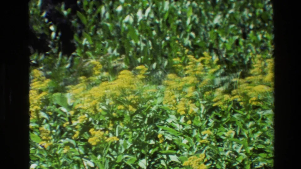 Softly focused yellow flower clusters sit among green vegetation in an archival 8mm view identified as Grand Teton, Wyoming, 1980.
