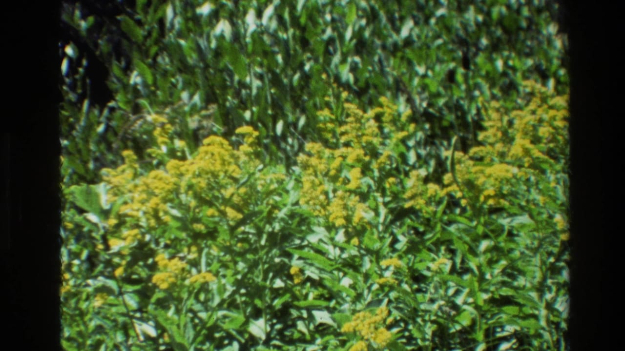 Yellow wildflowers among dense green foliage in 1980 Grand Teton 8mm home-movie footage.