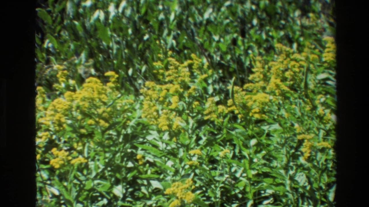 Yellow wildflower clusters appear above dense green plants.