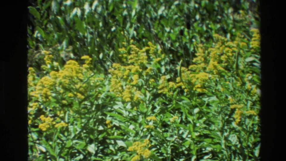 Close view of yellow wildflowers and leafy plants in Grand Teton, Wyoming, from supplied 1980 8mm footage.