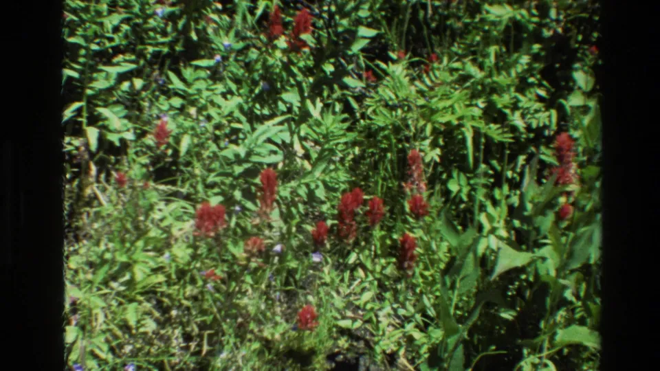 Red wildflowers, likely Indian paintbrush, scattered among green foliage in 1980 Grand Teton 8mm footage.