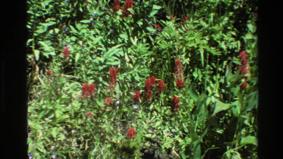 Red wildflowers and dense green leaves in a Grand Teton meadow, seen in supplied 1980 8mm home-movie footage.