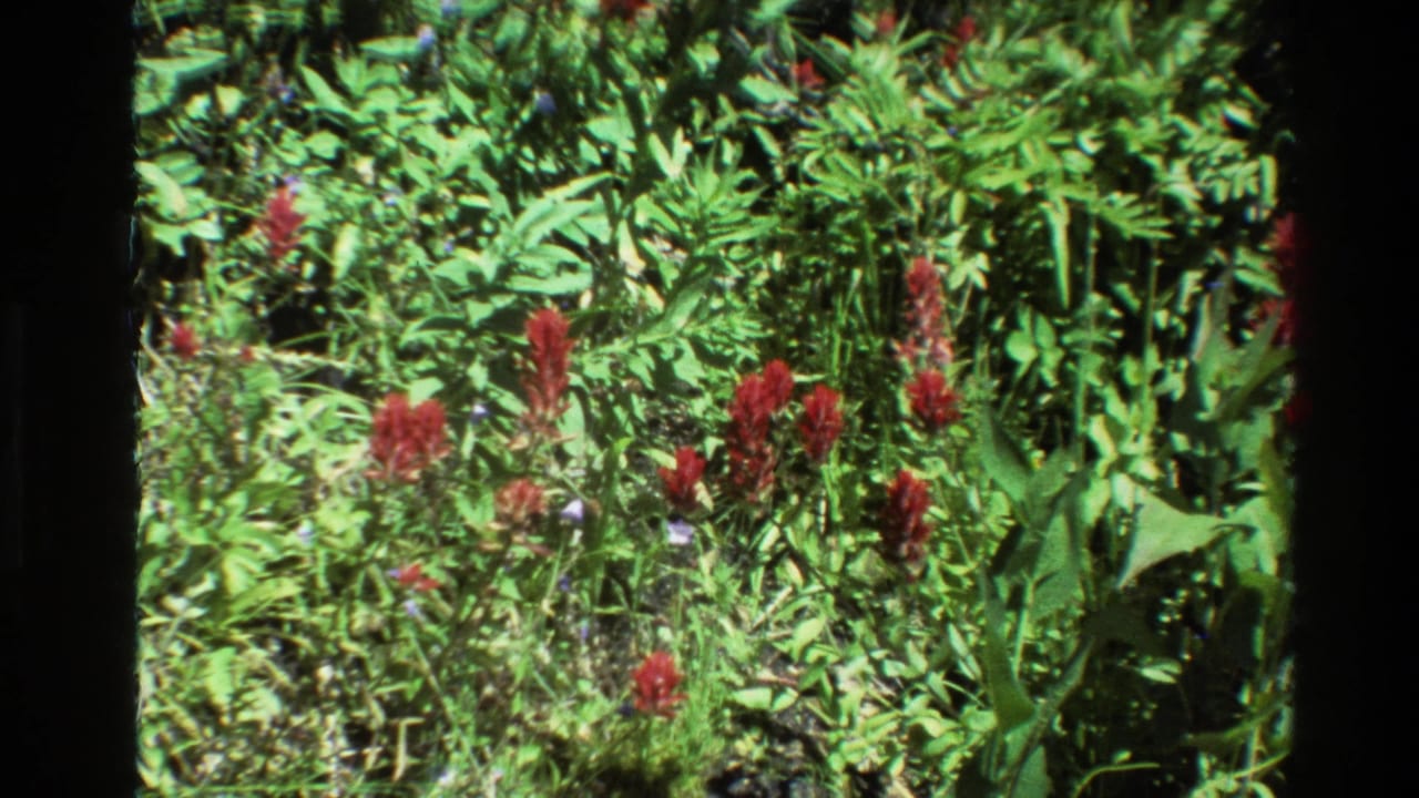 1980 8mm Grand Teton footage showing red wildflowers in a sunlit green meadow with grasses and leafy plants.