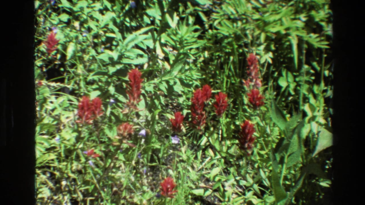 Close 8mm view of red wildflowers and dense green meadow growth in the Grand Teton area in 1980.